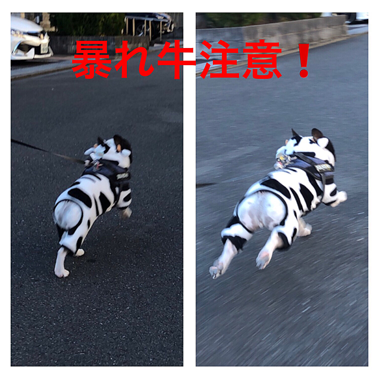 Bull相場の言葉もありますので、景気が良くなってくれるよう、今年もまろには暴れ牛になってもらいます💹😆