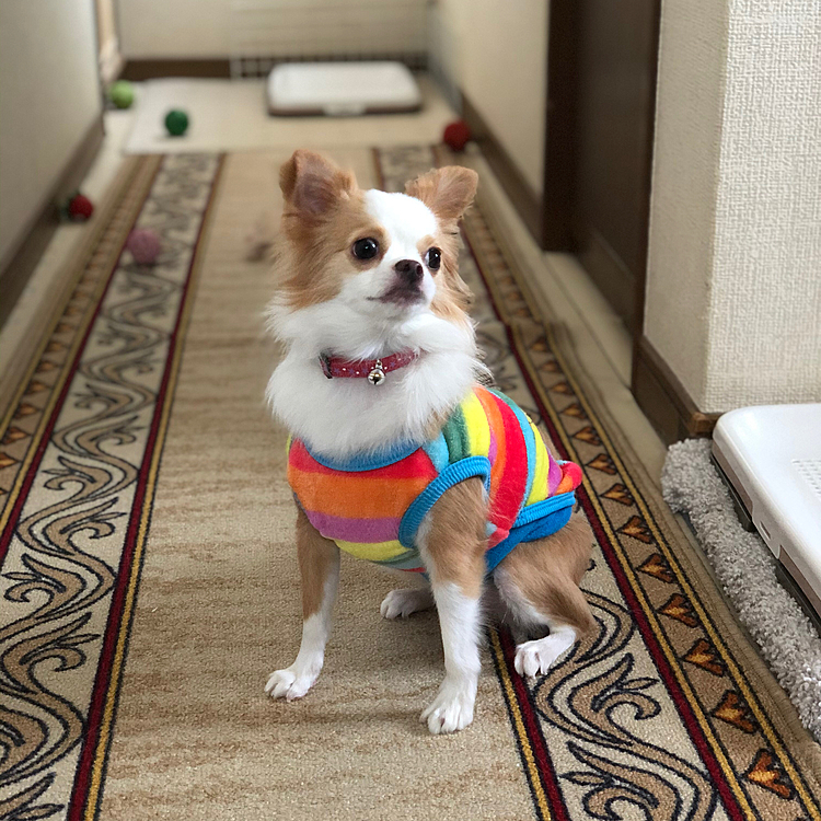 小春は初めての冬で、ほんの少しお腹が冷えたのかな❓
腹巻して寝たんやけど、やや緩かったね💩
でも‼️
めちゃ食欲旺盛でびっくり🤣
そんだけ食べれるなら大丈夫やな👍