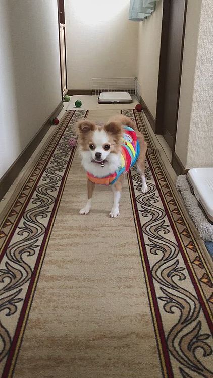 元気いっぱいでお正月もワチャワチャしとります🎵🐶
最近はケージから出る時間が長くなって
すぐ廊下へオモチャ遊びしに行きます🐾
廊下は寒いねんからお部屋で遊んでよ〜😂