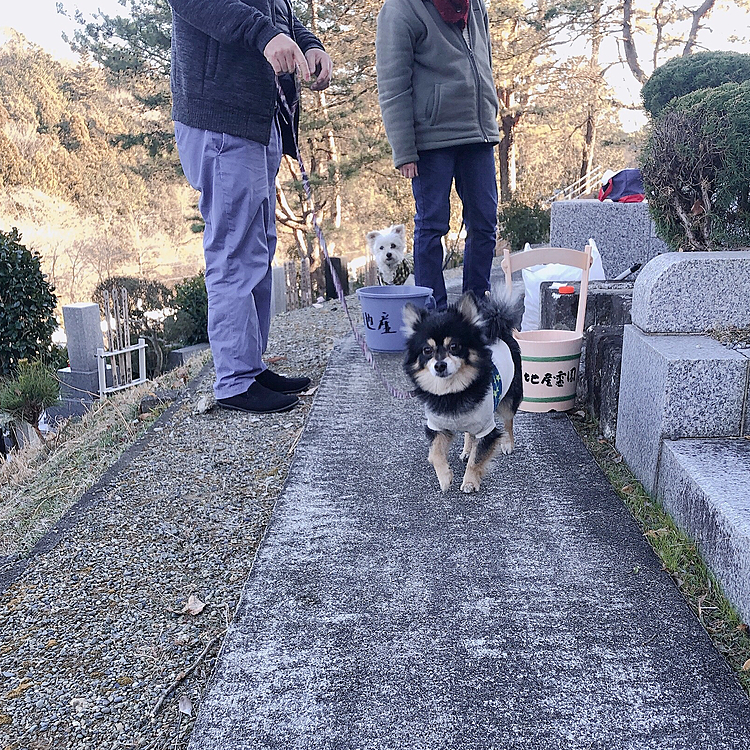 家族でお墓参りに行ってきました🙏
とらくんもシュシュくんも
お散歩がてら同行🐶🐯

おじいちゃんにご挨拶しました😊

「息子のとらくんです！今年7歳になるやんちゃ坊主です！」

って挨拶でした🤣🐾笑

きっと天国のおじいちゃん驚いてる事でしょう🤣💫

