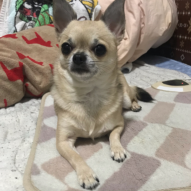 こんばんは🌙
大晦日から1月2日今日までペットホテルでお泊まりのpocoでした🐶💗
