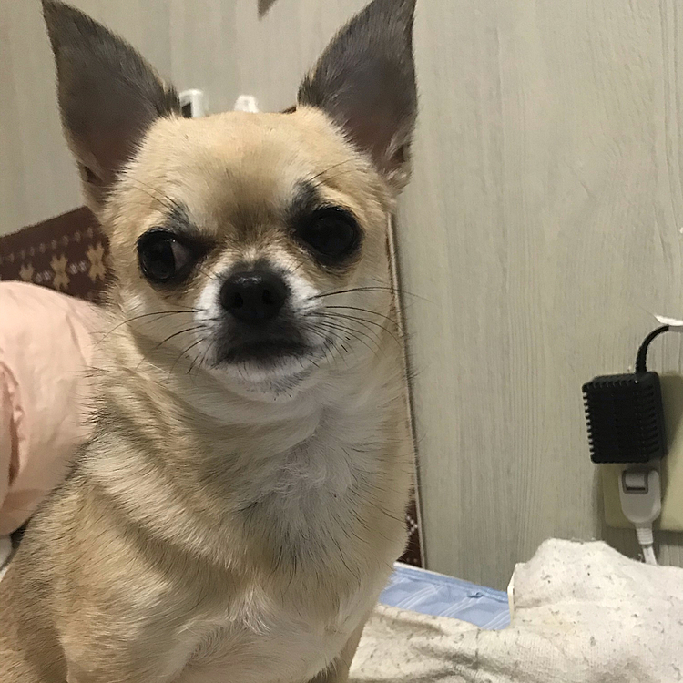 今年ものんびり投稿しますので、よろしくお願いします🐶❣️