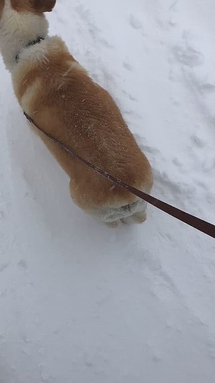 昨日の夕方の散歩😊
吹雪の中行ってきたよ😊
まあるも早足🤣🤣🤣