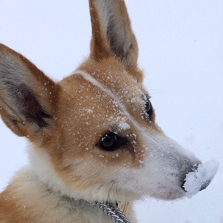お鼻に雪がついてもなんのその🤣🤣🤣笑笑
やっぱりボクたんは雪がだ〜い好き❤️