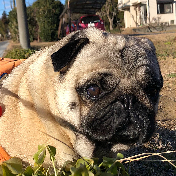 おだやかなお正月🎍
元気にお散歩行ってきました🐶