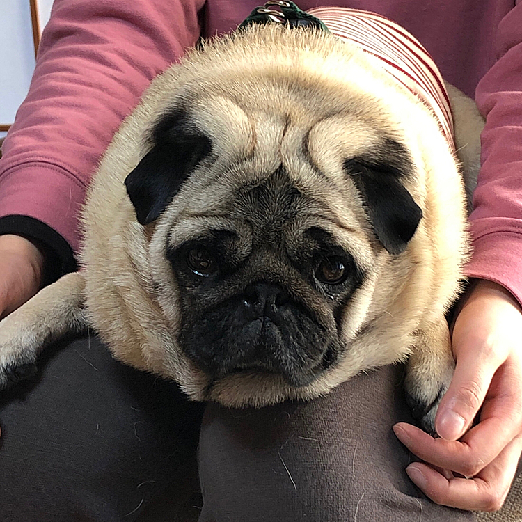 パパの実家で甥っ子の彼女の膝でご満悦🐶