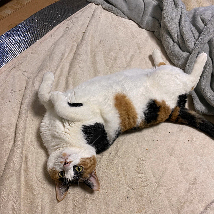 へそ天出し