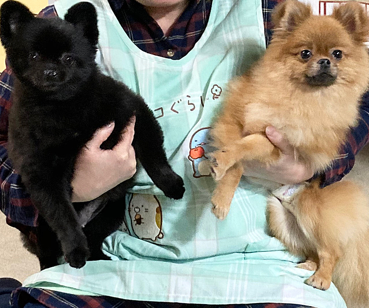 弟の所にいるあんみつちゃん😍
写メで2人の微妙な関係がわかります😁
同じ格好で避けるなよぉ😆😅