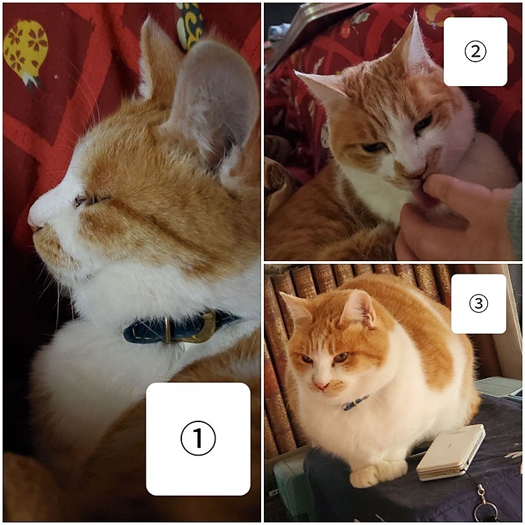 1/3キュウの早朝任務😺
①こたつでお目覚め＼(´Ｏ｀)／
②主を起こしてご機嫌とり
③携帯しない、とーちゃんの電話番😓
…ご、ご苦労様です…😅
