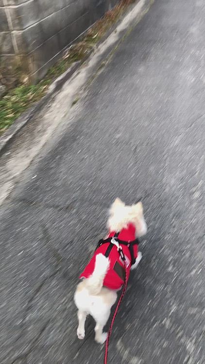 えらいご機嫌さんで小走りルンルン🎵やと思ってたら…
早よチッチしたかっただけか〜ぃ‼️
ってツッコまずにはいられませんでした🤣