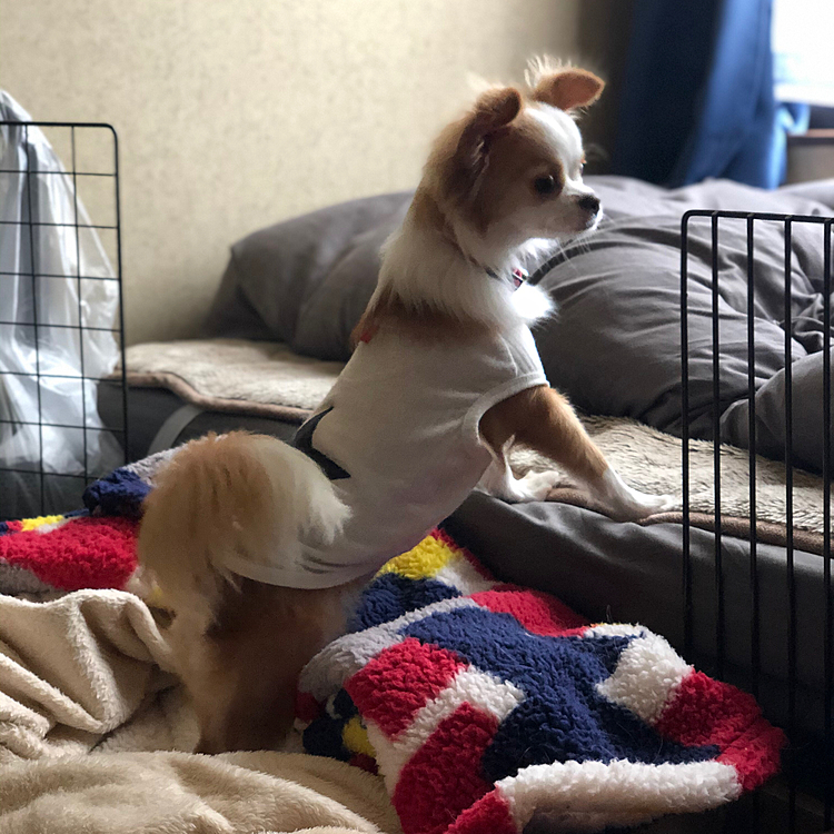 ちょっと小春よ…
気のせいかな❓
また、胴長くなったんじゃない❓🤣