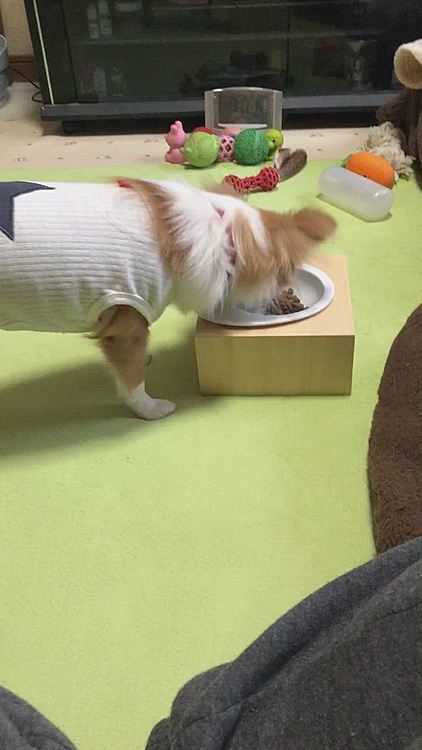 朝ごはんをしっかりカリカリ音たてて完食🍚
さすが小春🎵🐶
食いしん坊バンザイやなッ👍🤣