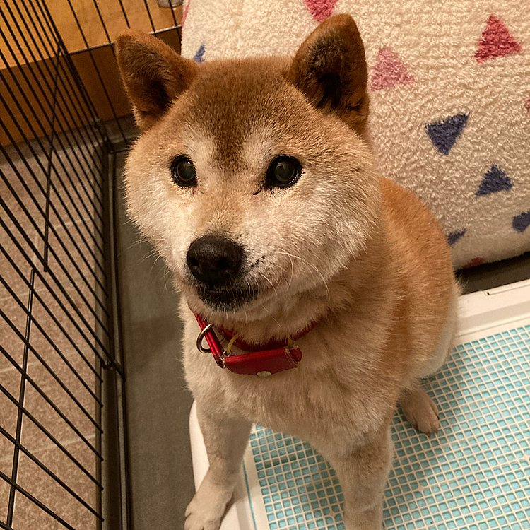 ワンコの投稿