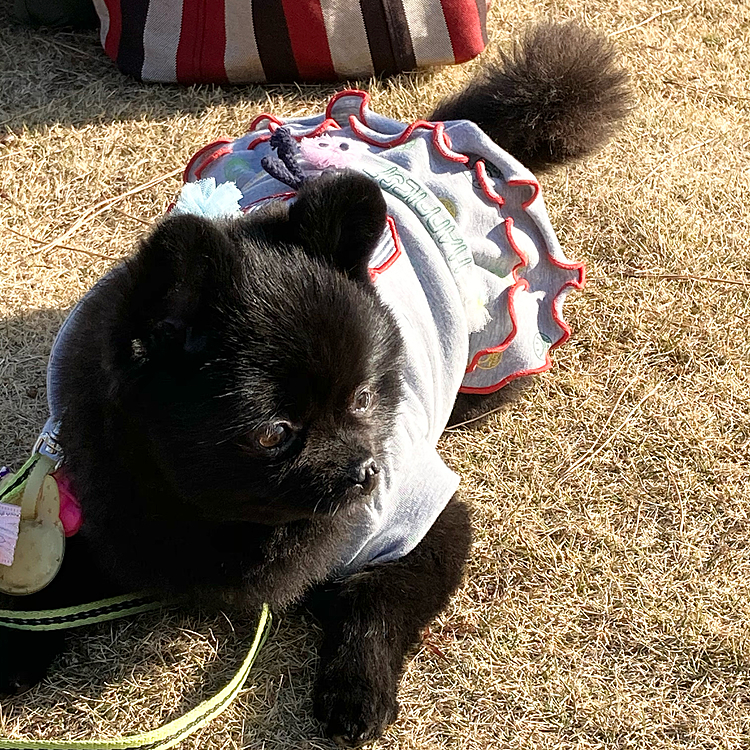 あけましておめでとうございます
(*' ')*, ,)✨ﾍﾟｺﾘ
皆さま今年もよろしくお願い致します
(o･ω-人)
うにママに私が撮った写真投稿に全部持ってかれたので今日お墓参りついでに行った時のお散歩写真を( ´•௰•`)