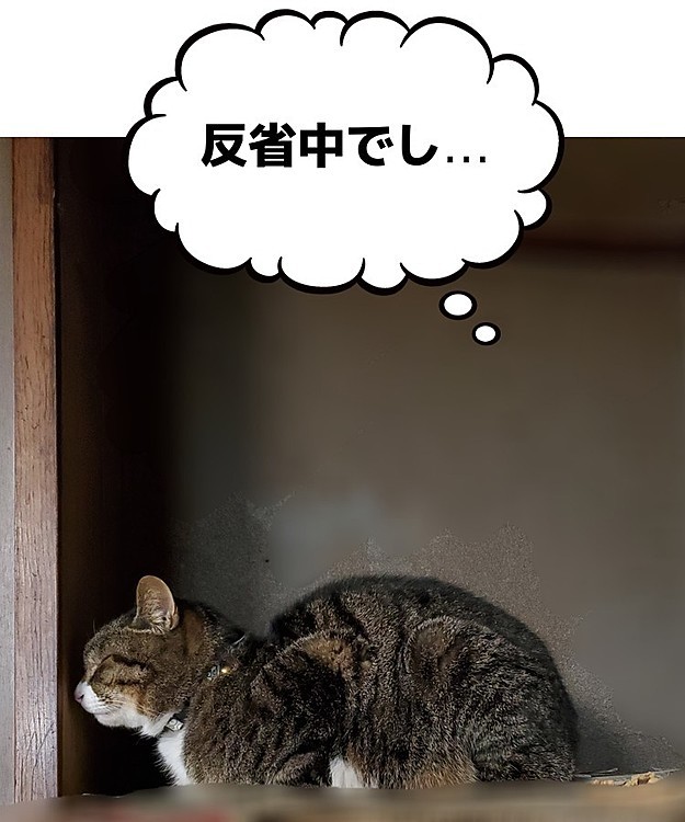 トラさ～ん…(冷蔵庫の上にいたけど💦)
な、何したのかな…🙀😅