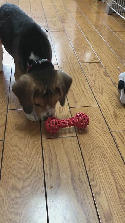 昨日の夕方、中のオヤツが食べたい🐶🧢