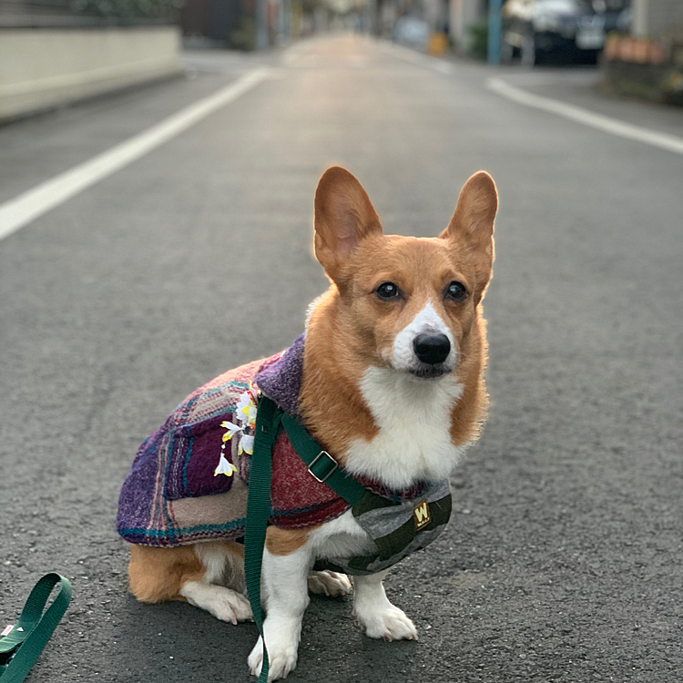 おはようございます😃
今年もマーチ共々よろしくお願いいたします🤲
元旦の朝、お散歩帰りです❣️初日の出を待っていましたが、なかなか出てこない🤣寒いしあきらめてこれでいいねって一旦おうちに入りました😅
