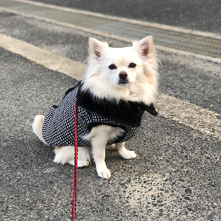 おはようございます☀
小雪は今朝も元気いっぱいお散歩してきました🎵🐶
お散歩中に一昨年？に亡くなった三四郎くん(柴犬)のお父さんが、少し小さな柴犬をお散歩してました。
最近お家に新たに迎えたそうです✨
生後5ヶ月の柴犬で、名前は五右衛門(ごえもん)💕
三四郎くんが亡くなって、元気なかったお父さんが、とても楽しそうにイキイキしてはったのでホッとしました😊