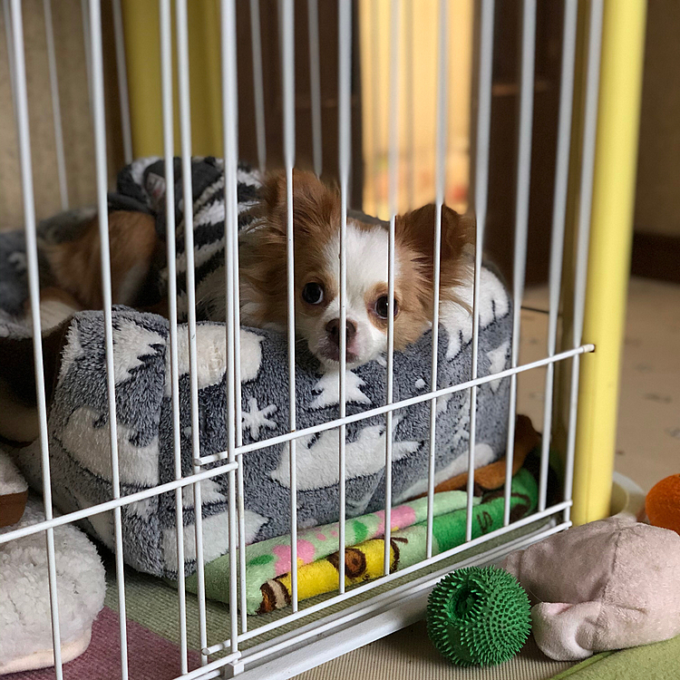 小春🐶🎵
『なんで小雪たんは自由に好きなところに居てるのにワタチはハウスなん❓』
『なんで出たらあかんの❓』
って言いそうなお顔🤣
だってな、小春な、あかんって言うてるのに私のベッドに何回も上るやん💦
あんた、昨日それで何回も怒られたやろ❓😅
夕方、ホームセンターへ柵を買いに行きました🤣