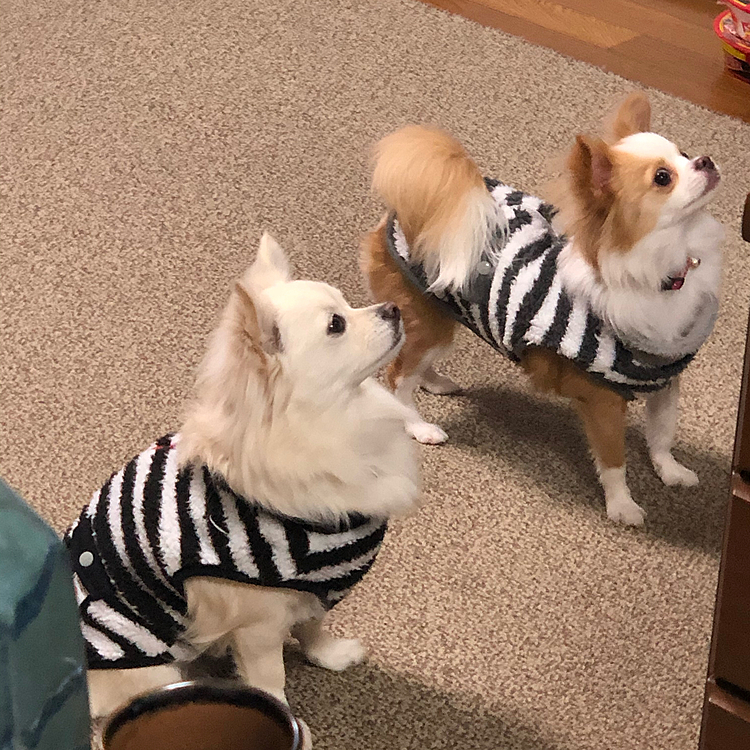 リビングにて…
ばぁば、なんかください✨🐶🐶
2人して光線出しとります🤣
ばぁば、根負けしてちゅ〜るを差し出してました😂