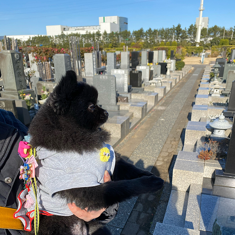 お墓参りでもおててを合わせます🙏
お家ではおりんを鳴らすと合わせます🙏
掛け声は「な〜む～」🤣