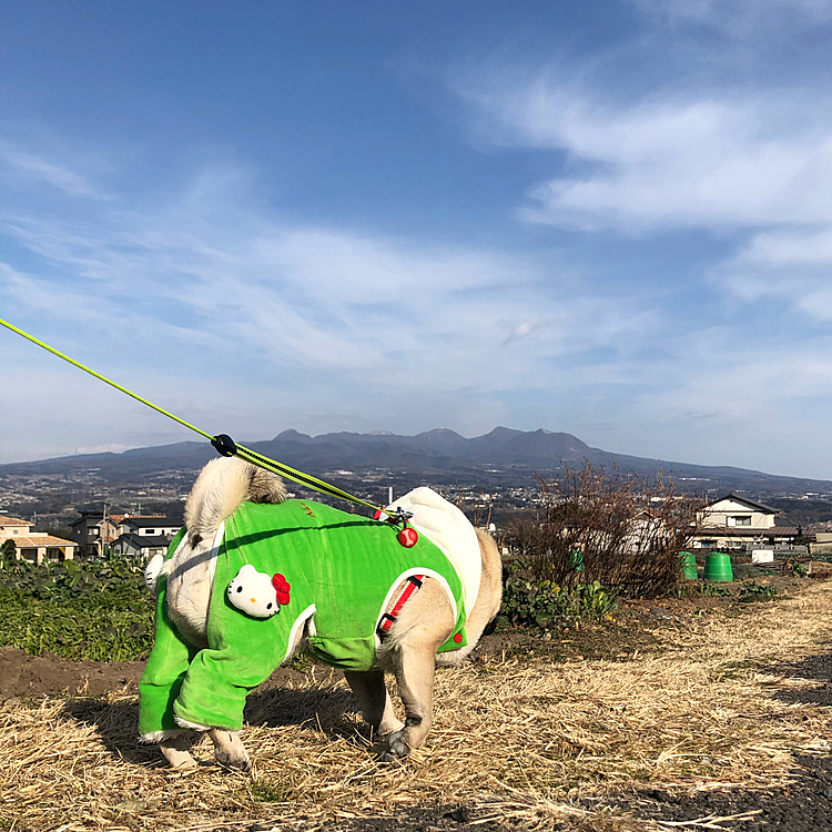 おじぃちゃん＆おばぁちゃんにお正月挨拶行ってきました🎍
赤城おろしの中お散歩です🗻
