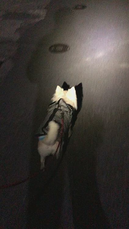 元気いっぱいお散歩に行ってきました🎵🐶
お隣のはっちゃんに会ったね💕