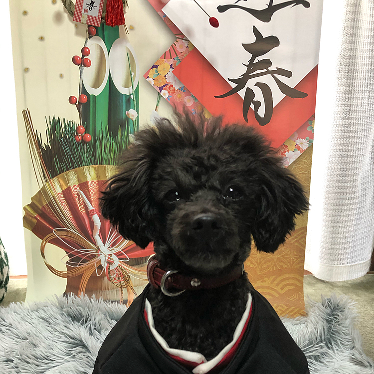 明けましておめでとうございます⛩
（だいぶ遅くなりましたが😅）
