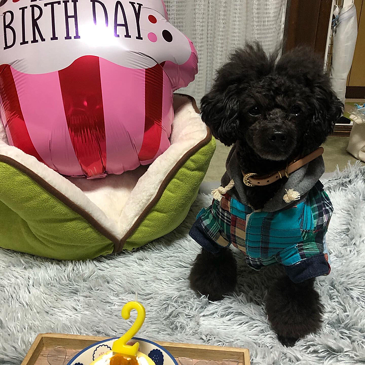 1月5日　くろすけ2歳になりました🥰
相変わらずの元気っぷりです。これからも元気でいて欲しいです💕