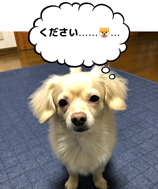 オヤツが欲しくて、切なそうなお顔😆
なかなかの演技力です🤣