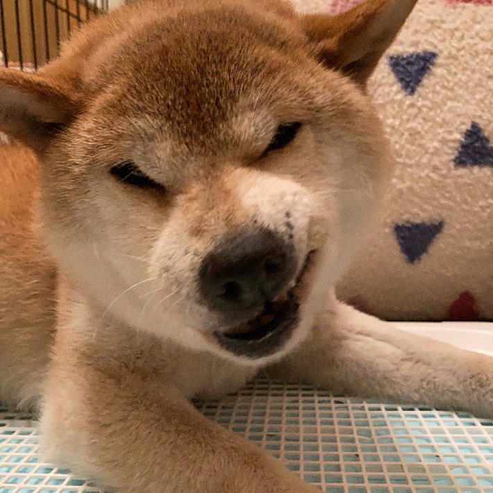 早くおやつを食べきろうとしているちび
(ギリギリはみ出てます)