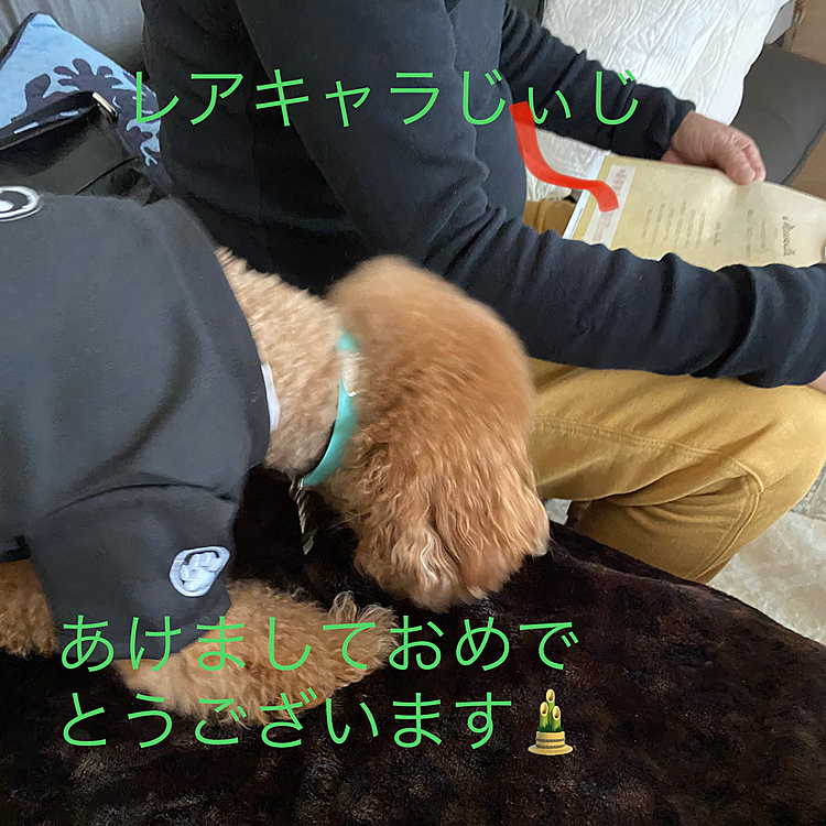 元日は徒歩15分ほどの実家へご挨拶🎍
雪予報だったのもあり今年はお昼に行きました🐾
病み上がりの父もいたので、食事中以外はマスク着用していました😷