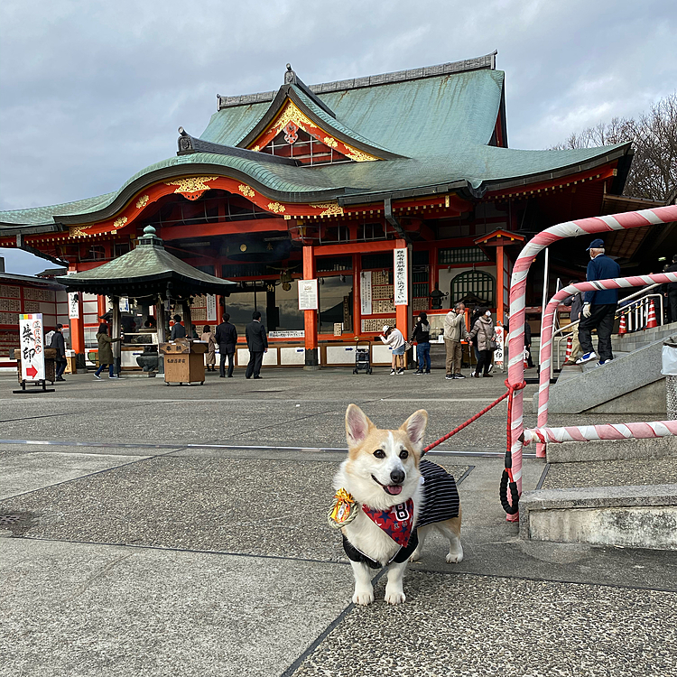 今日はパパ・ママと遅めの初詣に行って来たよ〜❣️
袴も着て似合ってるかな⁉️
