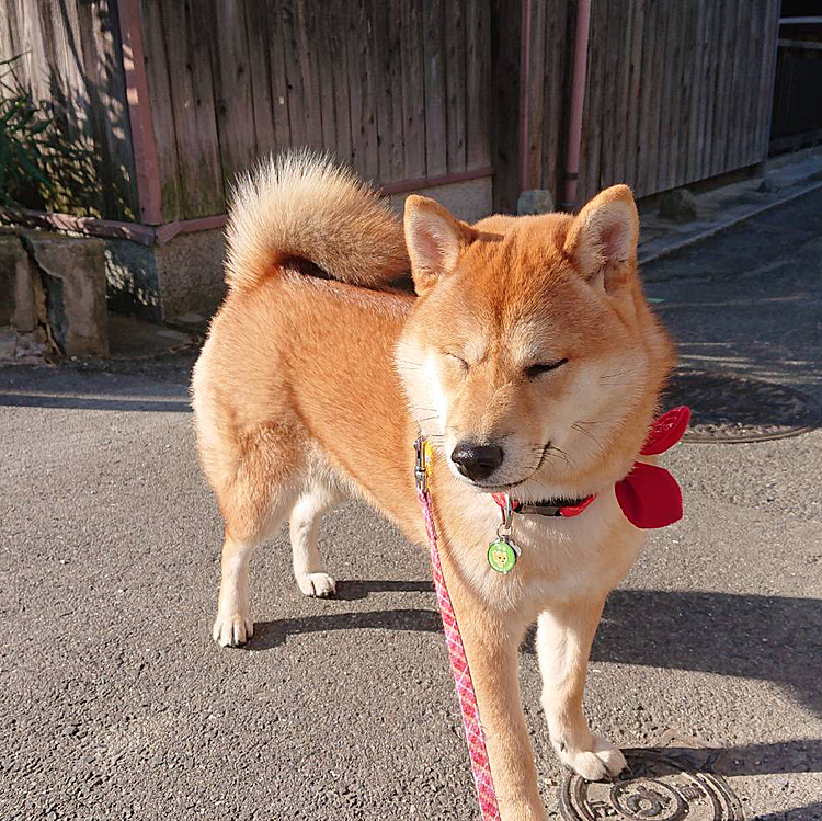 お久しぶりです！！Instagramの方で投稿していたのですが、スクショなどされて嫌だったのでアカウント消してこっちに戻ってきました🥺これからはこのペットじまんで沢山投稿していきます！！