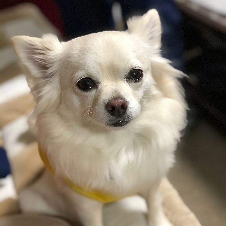 お散歩から帰宅して、ソファーにて🐶
もちろん狙いはパン🥐