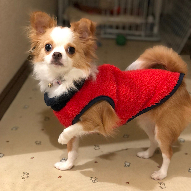 小春、今朝は早起きやね🎵🐶
こうして見ると…大きくなったなぁ☺️