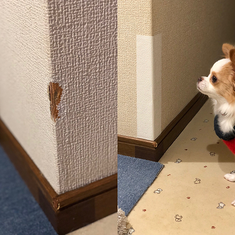 連休中に廊下の壁をイタズラしました💦
(写真 左)
またガジガジするやろうから、とりあえず修復しました😅
(写真 右)
壁紙の色が違い過ぎる〜🤣