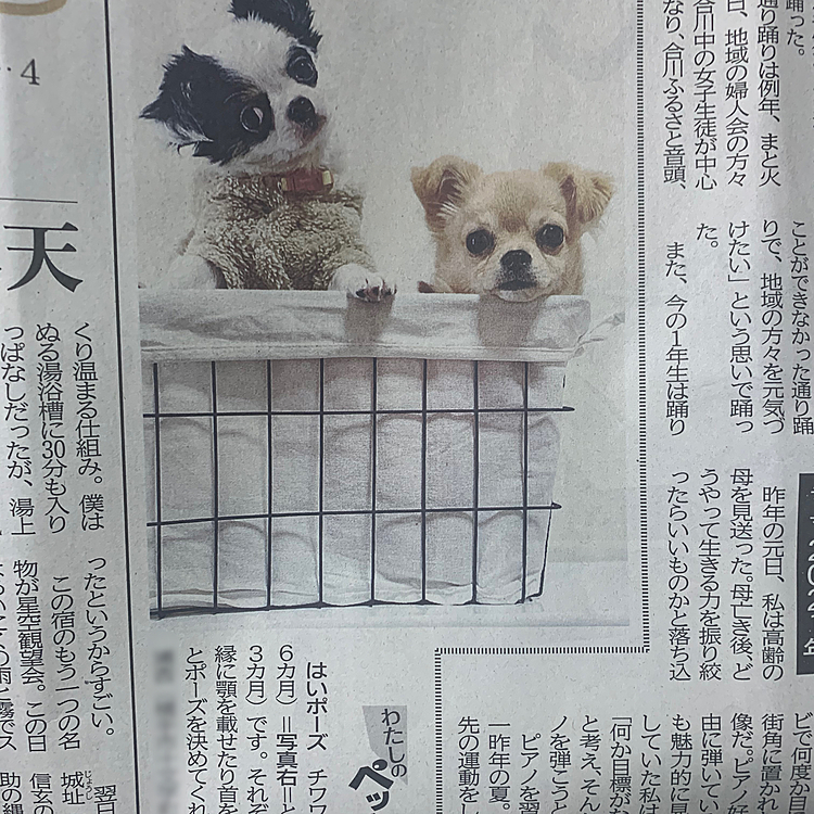 ヒメメル地元の新聞に載ったよ🥺
