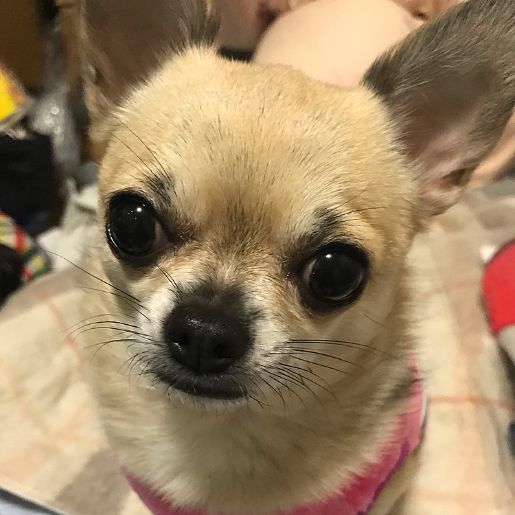こんばんは🌙
今日は、お昼まで日差しが出て暖かかったんですが午後から強風が吹き荒れて寒い🥶です。
買い物で外へ出たら、吹き飛ばされるんじゃないかと思う程の風でした😆💦
