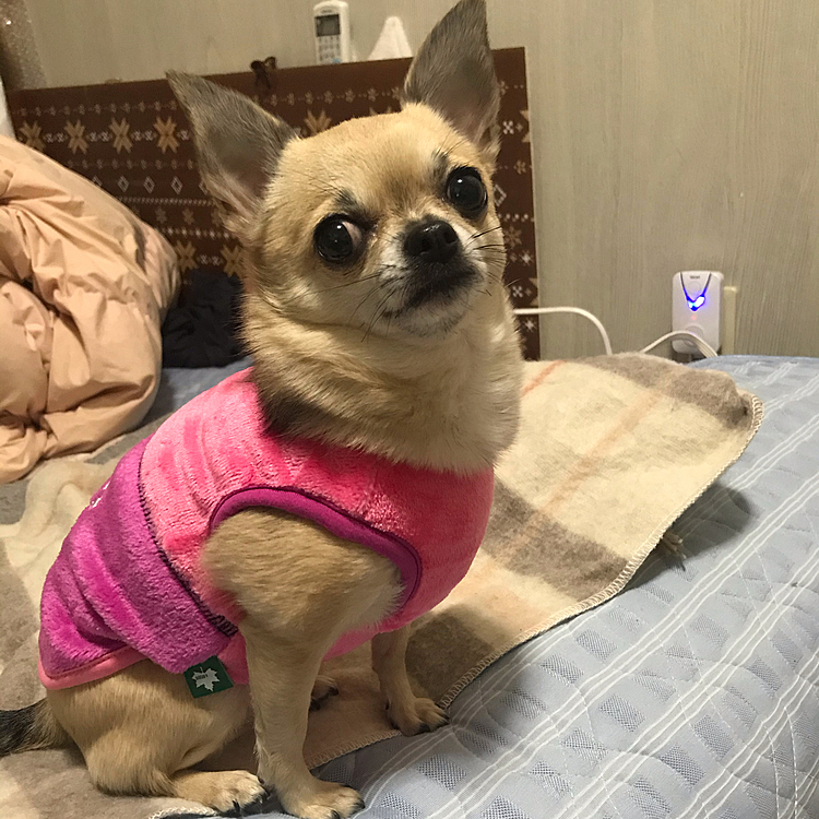 朝、起きて車の鍵がない事に気付きスペアキーでしのぎました😆💦
今日は、車の鍵の事ばかり考えてる何だか疲れました😅また作るとなると結構な金額なんだそうです🤣
家に帰ってもう一度、探したらpocoのベットの下に入ってました☺️一安心、良かった😁
