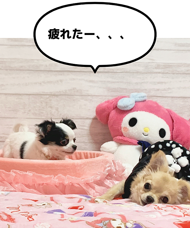 遊びすぎ💦
メルより、ヒメ、やんちゃすぎます😂😂