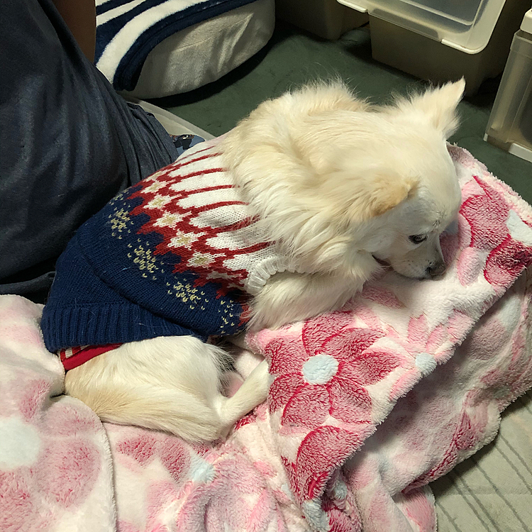 おはようございます😄
今朝はかなり寒くて、小雪もネムネム💤
オッサン(兄)の足の上も特等席です👍