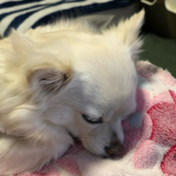 寝たふりでお散歩拒否⁉️
いえいえ…
短くやけど、お散歩行ってきました🎵🐶