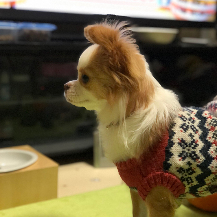 小春、今朝もわりと早起き🐶🎵