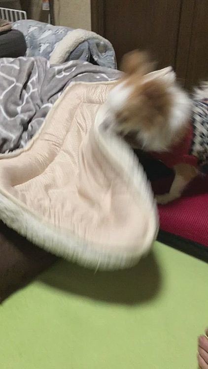 そして、イタズラ💦
それ小雪のやから‼️
悪さするなら自分のでやりなさ〜い🤣