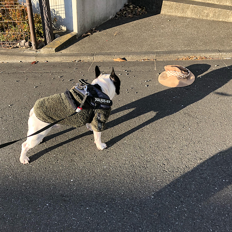 今朝は手袋しないと手が冷たくなる寒さでした🥶
お散歩の途中で帽子が落ちてました😅