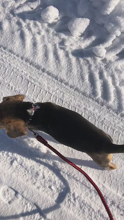 楽しそうだね🐶🧢😄