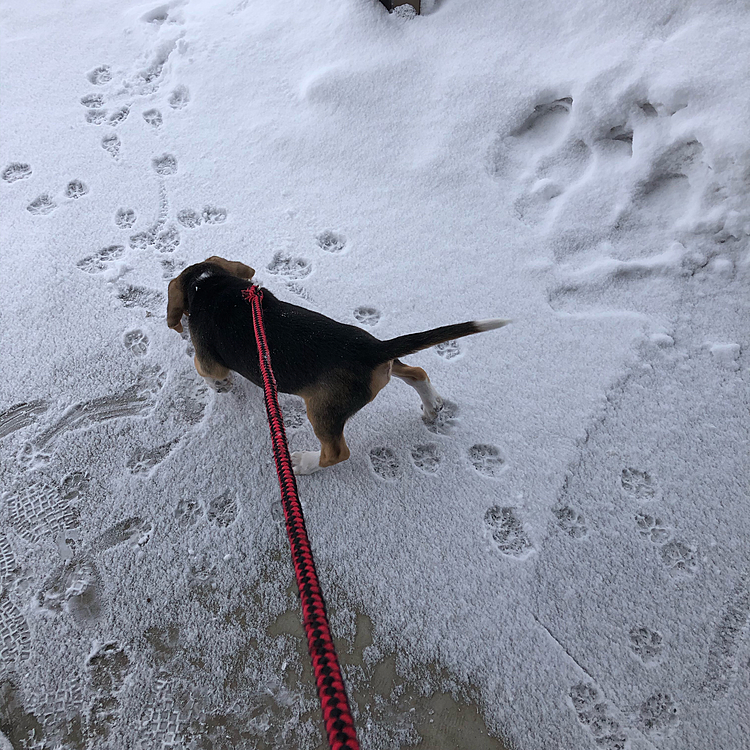 足跡🐾🐾🐾可愛い😍💕