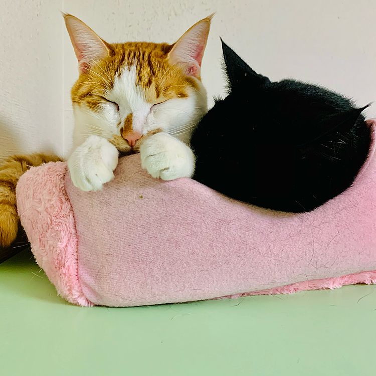 ぬくぬく…💤