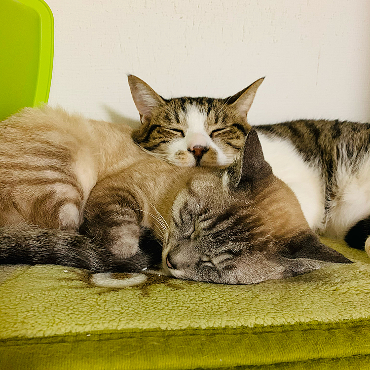 ぬくぬく…💤